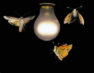 moths flying to light
